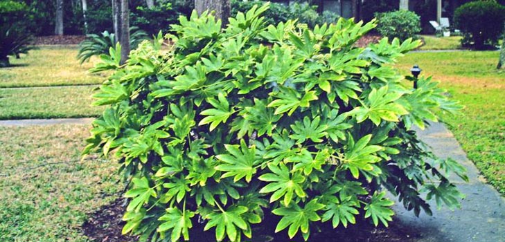 ta hand om fatsia hemma