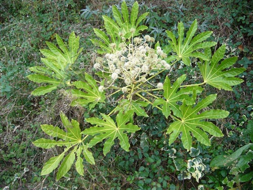 fatsia under behagliga temperaturförhållanden