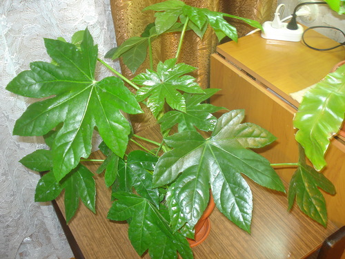 fatsia vid det västra fönstret