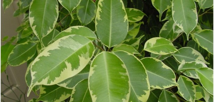 rumsficus