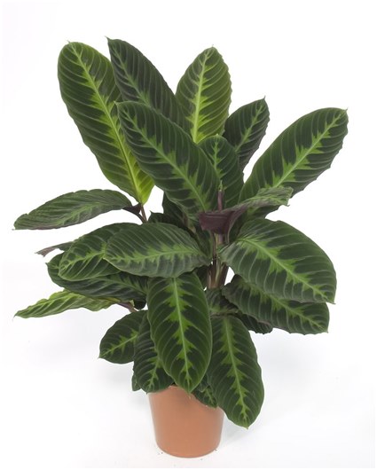 badkar med ficus