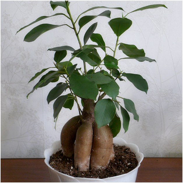 Ficus före transplantation