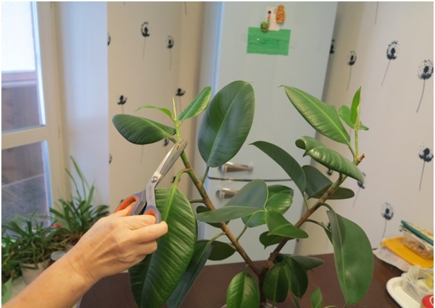 ficus skärning