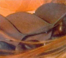 eukalyptusblad