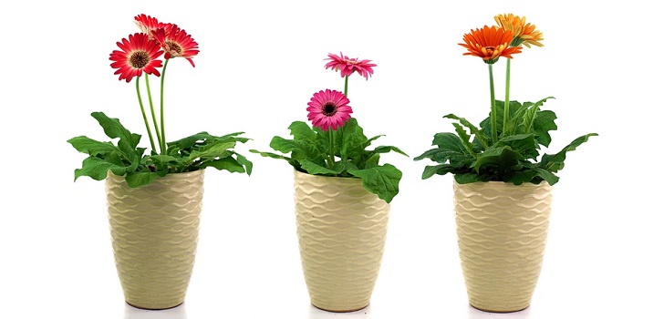 Gerbera i potten Gerbera i potten