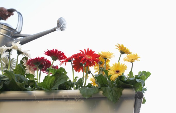 Gerbera i potten Gerbera i potten