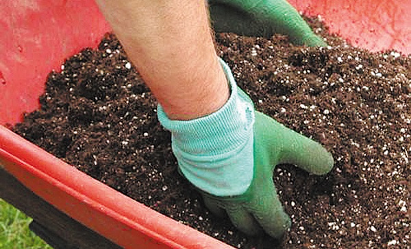 Gerbera i potten Gerbera i potten