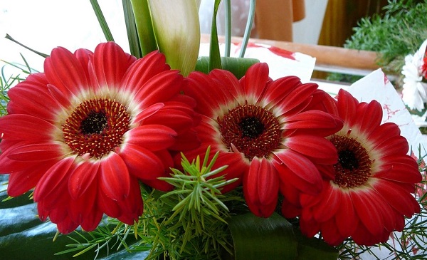 Gerbera i potten Gerbera i potten