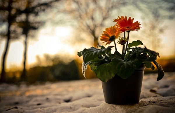 Gerbera i potten Gerbera i potten