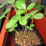 Hydroponics hemma Hydroponics hemma