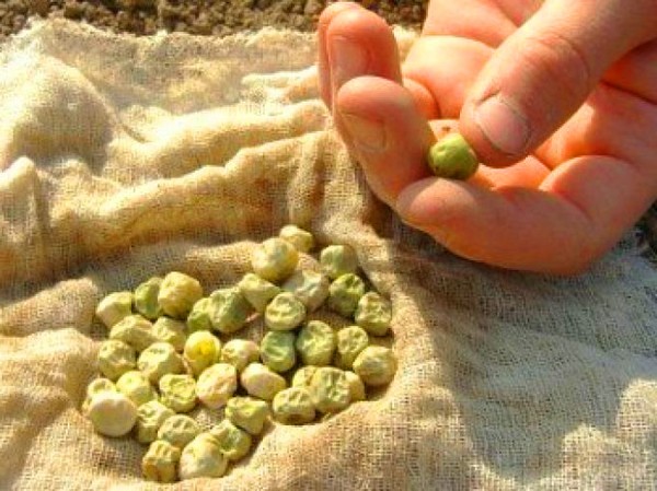 Ärter: plantering och vård på det öppna marken