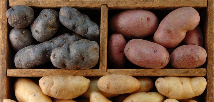 Hur man lagrar potatis på vintern