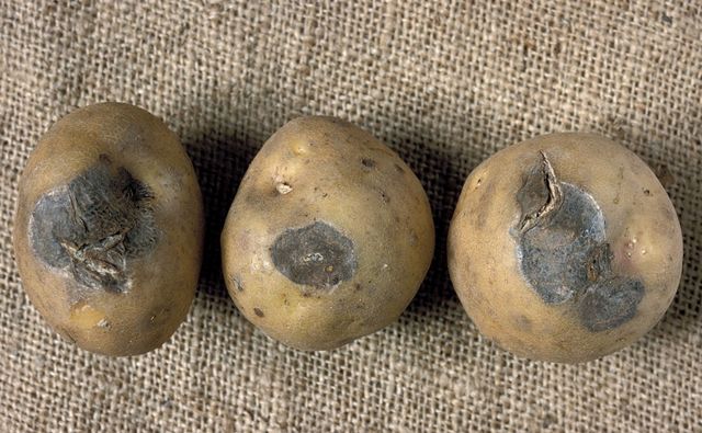 Hur man lagrar potatis på vintern
