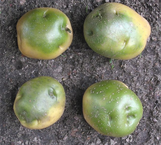 Hur man lagrar potatis på vintern