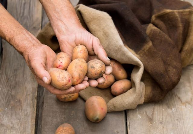Hur man lagrar potatis på vintern
