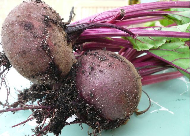 Köttförvaring för vintern