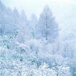 Hur man fotograferar vinter? Hur man fotograferar vinter?