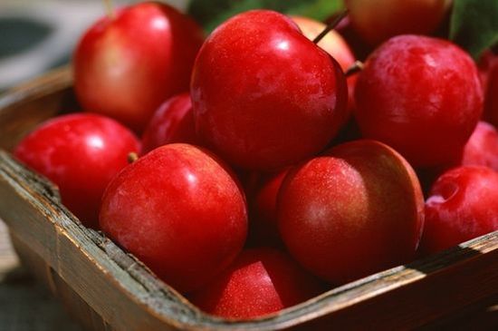 Hur man förvarar äpplen hemma för vintern. Hur man förvarar äpplen i kylskåp, källare