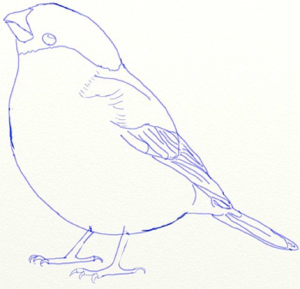 Hur man ritar en fågel i steg med en penna