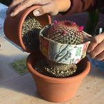 Hur man transplanterar en kaktus