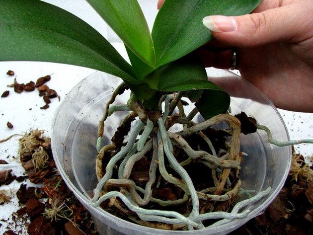 Hur man transplanterar en orkidé