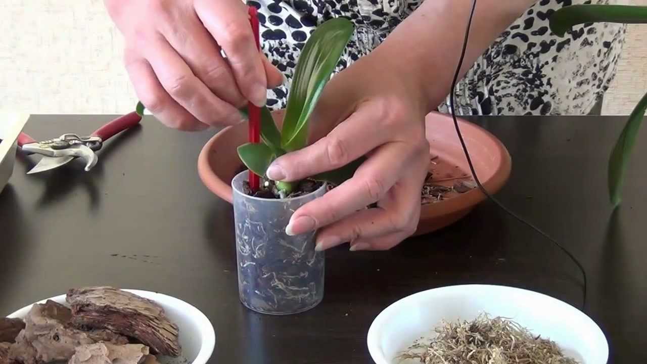 Hur man transplanterar en orkidé