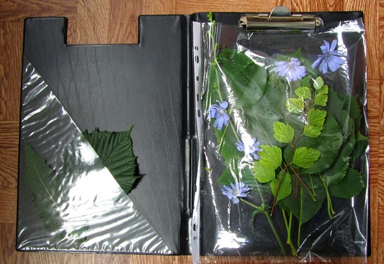 Att lära sig att göra en herbarium och ett album för honom med egna händer