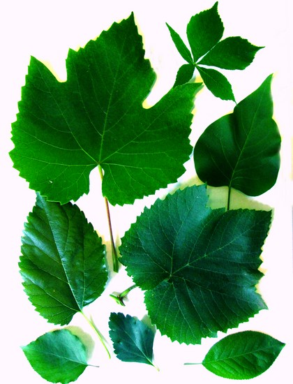 Att lära sig att göra en herbarium och ett album för honom med egna händer