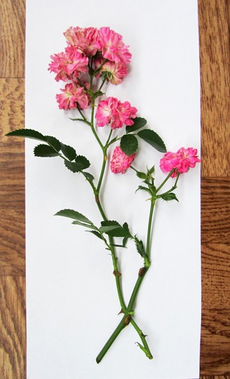 Att lära sig att göra en herbarium och ett album för honom med egna händer