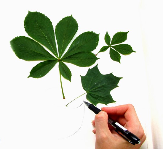 Att lära sig att göra en herbarium och ett album för honom med egna händer