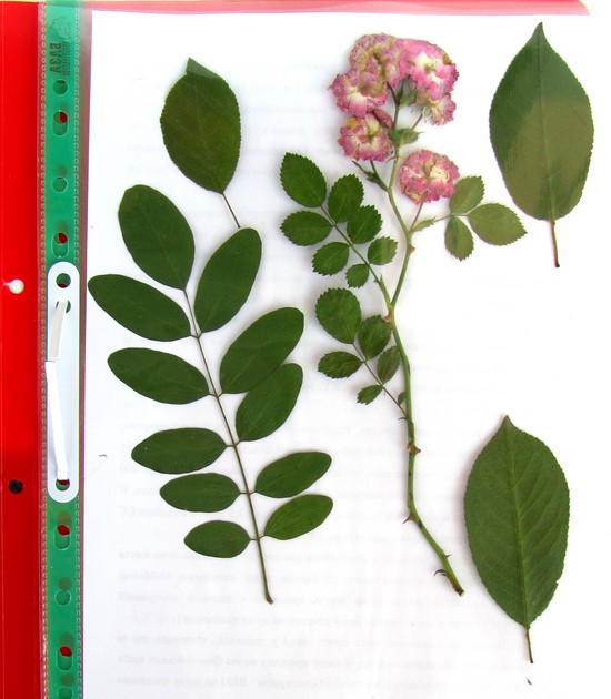 Att lära sig att göra en herbarium och ett album för honom med egna händer