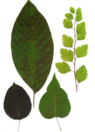 Att lära sig att göra en herbarium och ett album för honom med egna händer