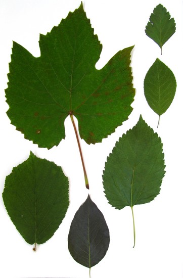 Att lära sig att göra en herbarium och ett album för honom med egna händer