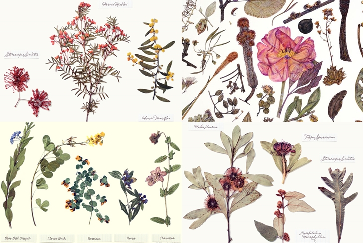 Hur man gör och ordnar ett blad av herbarium