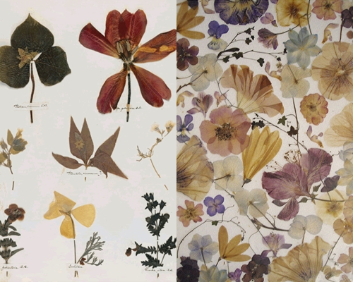 Hur man gör och ordnar ett blad av herbarium