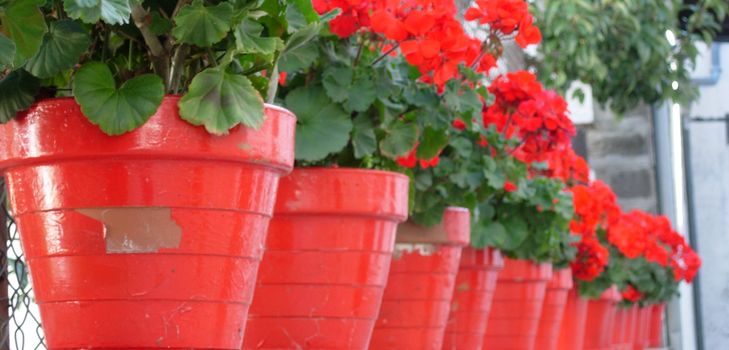 Ta hand om pelargoner