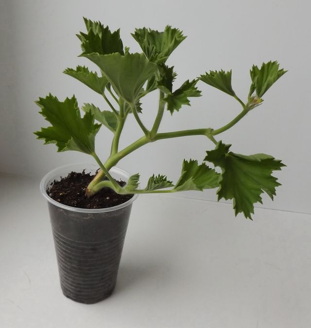 Ta hand om pelargoner