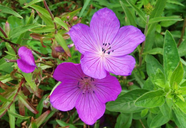 Ta hand om pelargoner