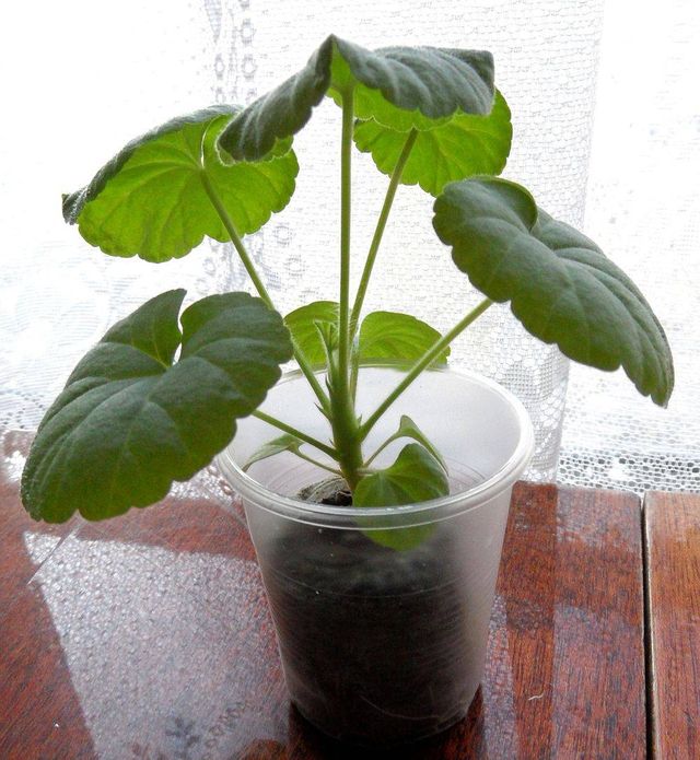 Ta hand om pelargoner