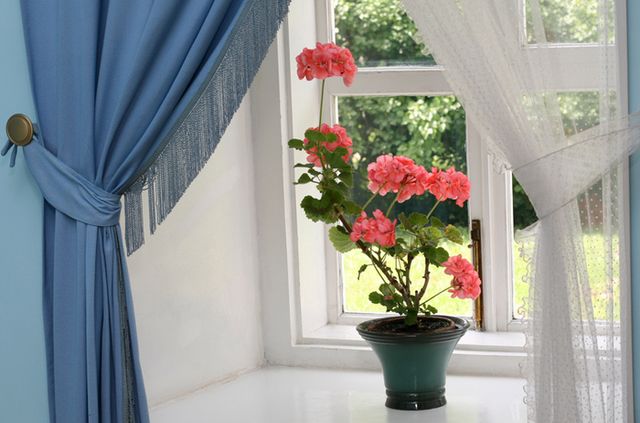 Ta hand om pelargoner