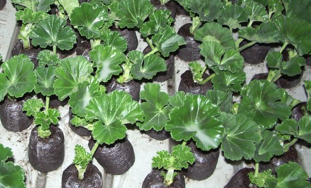 Ta hand om pelargoner
