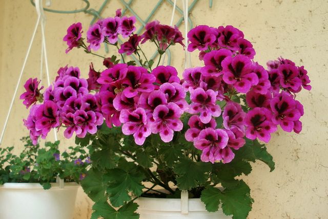 Ta hand om pelargoner