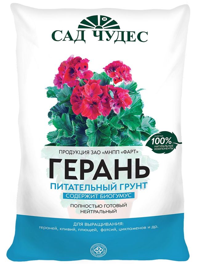 Ta hand om pelargoner