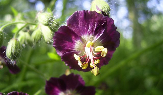 Ta hand om pelargoner
