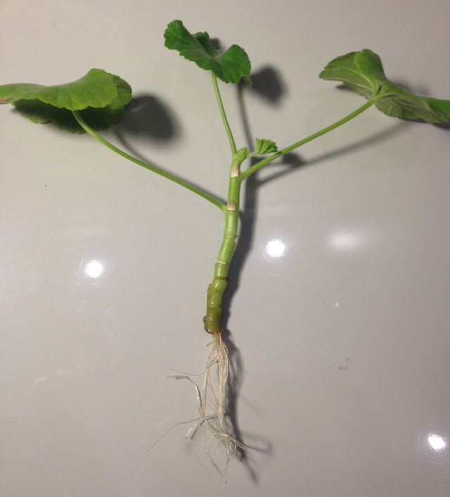 Ta hand om pelargoner