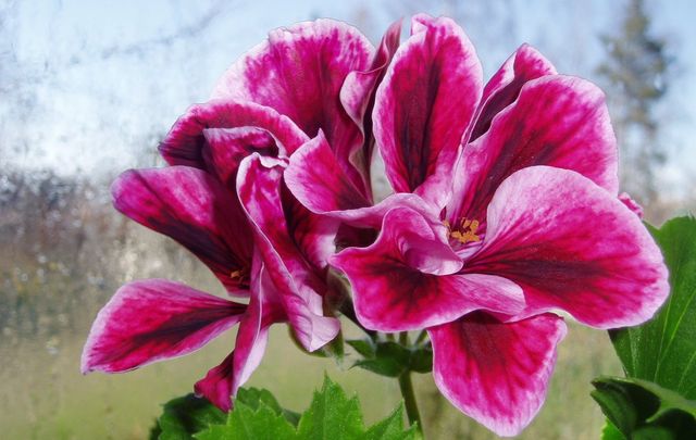 Ta hand om pelargoner