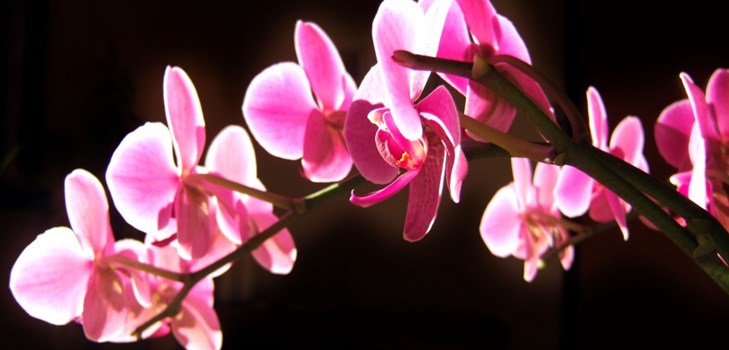 Orchid: vård efter blomning Orchid: vård efter blomning