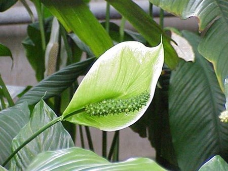 Ta hand om spathiphyllum i hemmet Ta hand om spathiphyllum i hemmet