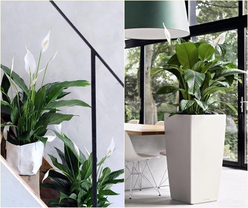 Sjukdomar och behandling av spathiphyllum
