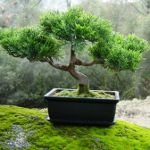 Hur man odlar en bonsai Hur man odlar en bonsai